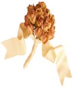 northern california wedding officiant.